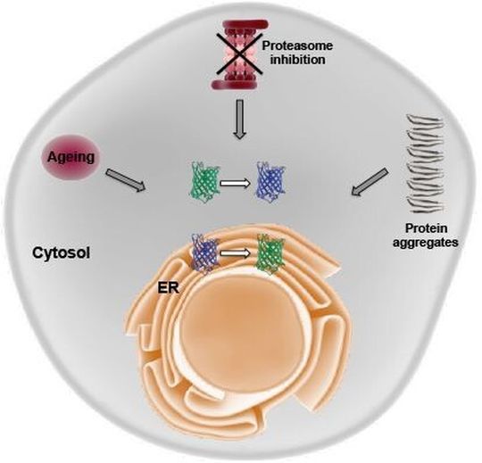 Unter Verwendung von genetisch codierten Sensoren zeigt diese Studie, dass sich das Redox-Gleichgewicht im ER (Endoplasmatisches Retikulum) und im Cytosol während des Alterns und nach Stress ändert. Das Redox-Ungleichgewicht weitet sich auch auf andere Gewebe aus. Unter Verwendung von genetisch codierten Sensoren zeigt diese Studie, dass sich das Redox-Gleichgewicht im ER (Endoplasmatisches Retikulum) und im Cytosol während des Alterns und nach Stress ändert. Das Redox-Ungleichgewicht weitet sich auch auf andere Gewebe aus.