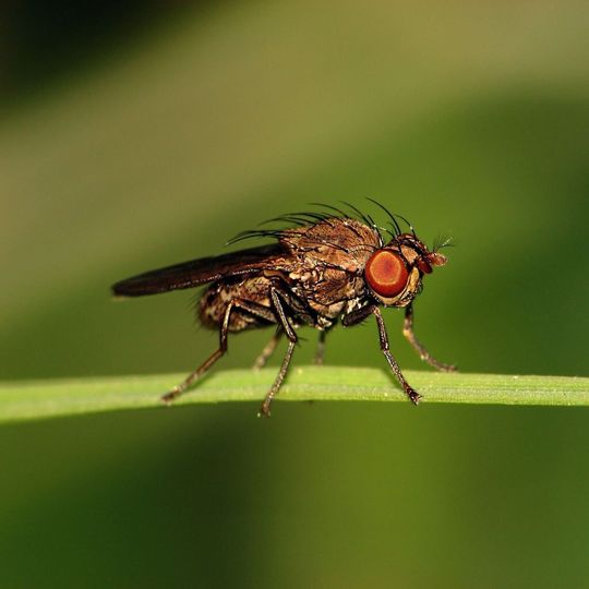 Die Fruchtfliege Drosophila melanogaster Die Fruchtfliege Drosophila melanogaster