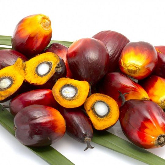 Palmöl wird aus dem Fruchtfleisch der Palmfrüchte gewonnen. Palmöl wird aus dem Fruchtfleisch der Palmfrüchte gewonnen.