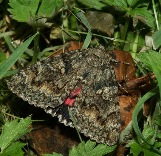 Das Rotes Ordensband (Catocala nupta) - an faulem Obst saugend. Der Nachtfalter erhielt seinen Namen nach der markanten roten Färbung. In der Studie zeigte diese Art keine Variabilität, das heißt die Population schwankte stärker als bei den Arten mit hoher Variabilität in Farbe und Zeichnung. Das Rotes Ordensband (Catocala nupta) - an faulem Obst saugend. Der Nachtfalter erhielt seinen Namen nach der markanten roten Färbung. In der Studie zeigte diese Art keine Variabilität, das heißt die Population schwankte stärker als bei den Arten mit hoher Variabilität in Farbe und Zeichnung.