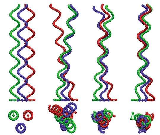 Synchronisation der Rotationsbewegung von Flagellen und Bündelbildung. Anfänglich ist die rote Flagelle außer Phase (symbolisiert durch den Strich in der Projektion entlang der Flagellenachse in der unteren Reihe ganz links). Nach wenigen Zyklen rotieren alle Flagellen in Phase und bilden ein enges Bündel [4].