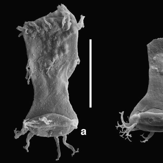 Mikrofossilien wie die circa 420 Millionen Jahre alten Chitinozoen haben aufgrund von Schwermetall-Vergiftungen Fehlbildungen entwickelt. Abb. b zeigt eine gesunde, normale Chitinozoe, für die ein kolben- oder flaschenartiger Hals charakteristisch ist. Der breit auseinander gewucherte „Flaschenhals“ (Abb. a) weist hingegen auf eine Fehlbildung hin. (Ausschnitt) Mikrofossilien wie die circa 420 Millionen Jahre alten Chitinozoen haben aufgrund von Schwermetall-Vergiftungen Fehlbildungen entwickelt. Abb. b zeigt eine gesunde, normale Chitinozoe, für die ein kolben- oder flaschenartiger Hals charakteristisch ist. Der breit auseinander gewucherte „Flaschenhals“ (Abb. a) weist hingegen auf eine Fehlbildung hin. (Ausschnitt)
