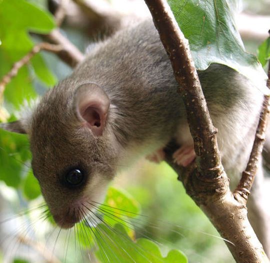 Siebenschläfer (Glis glis) im Baum Siebenschläfer (Glis glis) im Baum