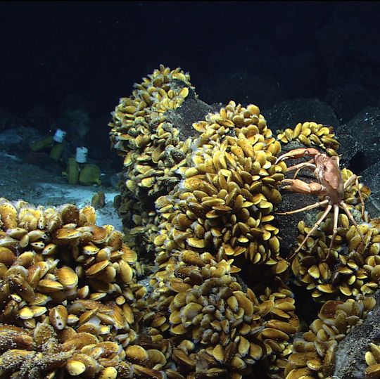 Bathymodiolus-Muscheln an der Menez Gwen-Hydrothermalquelle vor der Küste der Azoren, aufgenommen während der Schiffsreise M82/3 des Forschungsschiffes Meteor. Bathymodiolus-Muscheln an der Menez Gwen-Hydrothermalquelle vor der Küste der Azoren, aufgenommen während der Schiffsreise M82/3 des Forschungsschiffes Meteor.