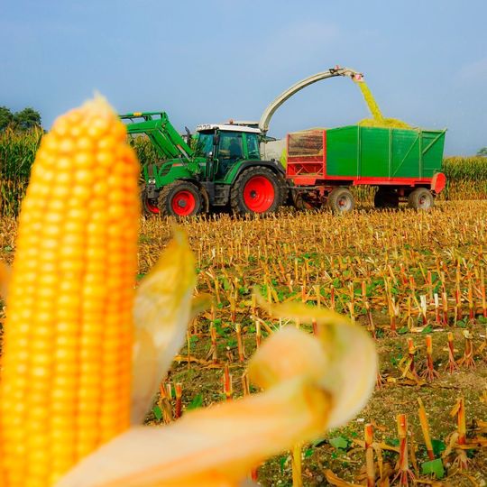 Die Fachagentur Nachwachsende Rohstoffe (FNR) erhebt die Anbauzahlen mit Unterstützung der AFC Consulting Group im Auftrag des Bundesministeriums für Ernährung und Landwirtschaft. Die Fachagentur Nachwachsende Rohstoffe (FNR) erhebt die Anbauzahlen mit Unterstützung der AFC Consulting Group im Auftrag des Bundesministeriums für Ernährung und Landwirtschaft.