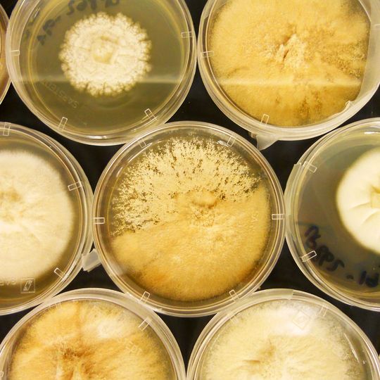 Kolonien des Pilzes Scopulariopsis brevicaulis nach etwa sieben Tagen in Kultur. Kolonien des Pilzes Scopulariopsis brevicaulis nach etwa sieben Tagen in Kultur.