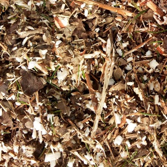 Unbehandelte Lignocellulose - Ausgangsstoff zur Herstellung von Bioethanol Unbehandelte Lignocellulose - Ausgangsstoff zur Herstellung von Bioethanol