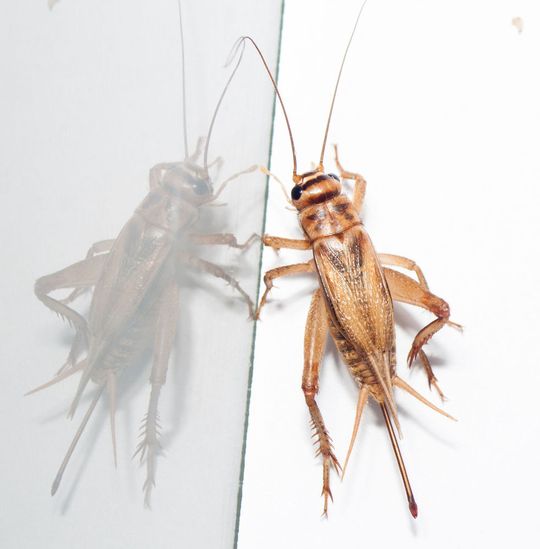 Futterinsekten können zur Entstehung von Allergien beitragen. Futterinsekten können zur Entstehung von Allergien beitragen.