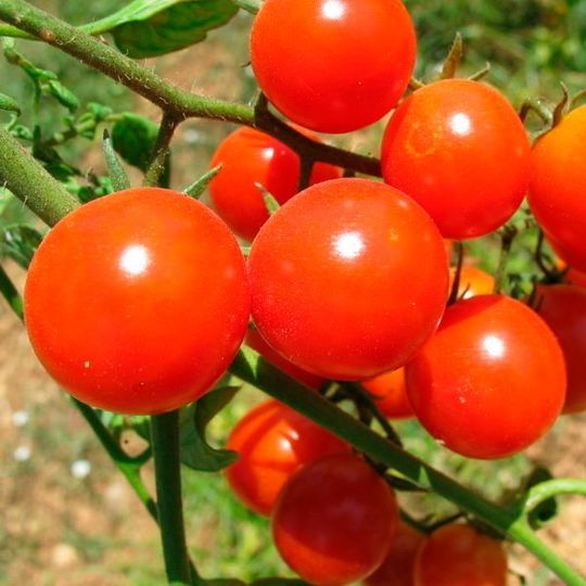 Medically relevant compounds can be enriched in tomatoes to produce industrial quantities of pharmaceuticals at natural basis. Medically relevant compounds can be enriched in tomatoes to produce industrial quantities of pharmaceuticals at natural basis.