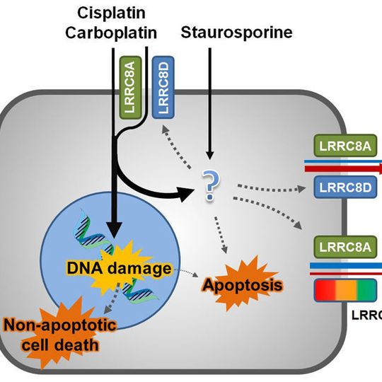 Die Zytostatika Cisplatin und Carboplatin sowie der proapoptotische Naturstoff Staurosporin gelangen in kleinen Mengen durch passive Diffusion über die Plasmamembran in die Zelle. (Ausschnitt) Die Zytostatika Cisplatin und Carboplatin sowie der proapoptotische Naturstoff Staurosporin gelangen in kleinen Mengen durch passive Diffusion über die Plasmamembran in die Zelle. (Ausschnitt)