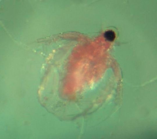 Das ist Daphnia Magna, auch bekannt als Großer Wasserfloh, der trotz seines Namens nur zwei bis sechs Millimeter klein ist und für die Studien beobachtet wurde. Das ist Daphnia Magna, auch bekannt als Großer Wasserfloh, der trotz seines Namens nur zwei bis sechs Millimeter klein ist und für die Studien beobachtet wurde.