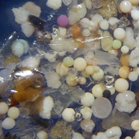 Probe aus dem Rhein bei Duisburg mit über 65% opaken Mikroplastikkügelchen in 15-facher Vergrösserung; der Durchmesser der Kügelchen beträgt 0,4–0,9 Millimeter. Probe aus dem Rhein bei Duisburg mit über 65% opaken Mikroplastikkügelchen in 15-facher Vergrösserung; der Durchmesser der Kügelchen beträgt 0,4–0,9 Millimeter.
