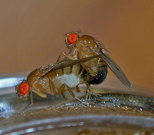 Effiziente Fortpflanzung kennzeichnet die Fruchtfliegen-Art Drosophila melanogaster, Lieblingshaustier der Entwicklungsbiologen. Die Marburger Biologie-Professorin Dr. Renate Renkawitz-Pohl und ihre Mitarbeiterinnen untersuchten, welche Faktoren an der Spermienbildung beteiligt sind. Effiziente Fortpflanzung kennzeichnet die Fruchtfliegen-Art Drosophila melanogaster, Lieblingshaustier der Entwicklungsbiologen. Die Marburger Biologie-Professorin Dr. Renate Renkawitz-Pohl und ihre Mitarbeiterinnen untersuchten, welche Faktoren an der Spermienbildung beteiligt sind.