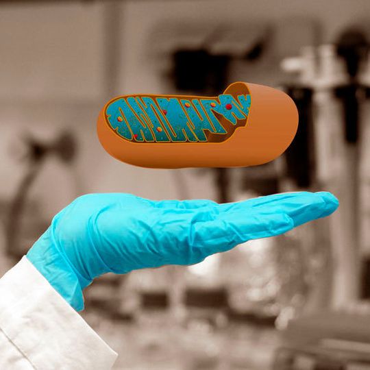 Querschnitt eines Mitochondriums, des Kraftwerks der Zelle. Querschnitt eines Mitochondriums, des Kraftwerks der Zelle.