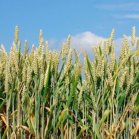 Weizenfeld mit unbegranntem Weizen (Triticum aestivum) Weizenfeld mit unbegranntem Weizen (Triticum aestivum)