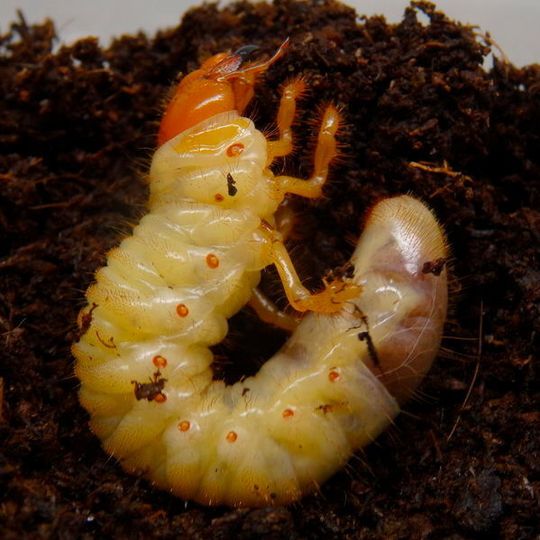 Die Larve des Maikäfers (Melolontha melolontha) wird als Engerling bezeichnet. Sie verbringt mindestens drei Jahre unter der Erde, wo sie sich von Pflanzenwurzeln ernährt. Die Larve des Maikäfers (Melolontha melolontha) wird als Engerling bezeichnet. Sie verbringt mindestens drei Jahre unter der Erde, wo sie sich von Pflanzenwurzeln ernährt.