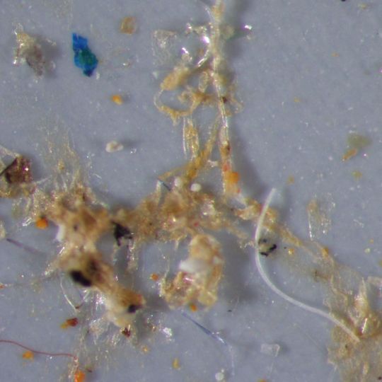 Neue AWI-Studien zeigen, dass Mikroplastikpartikel in Nord- und Ostsee auch von Speisefischen und Meeresschnecken gefressen werden. Neue AWI-Studien zeigen, dass Mikroplastikpartikel in Nord- und Ostsee auch von Speisefischen und Meeresschnecken gefressen werden.