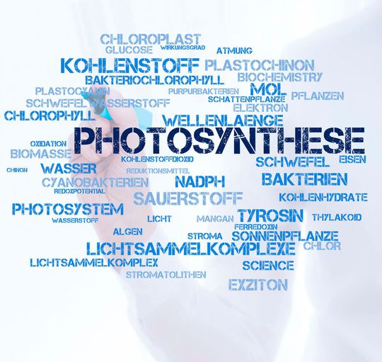 Bei der Photosynthese werden eine enorm viele Faktoren aufeinander abgestimmt. Bei der Photosynthese werden eine enorm viele Faktoren aufeinander abgestimmt.