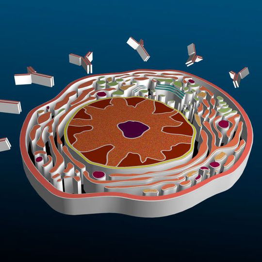 Querschnitt durch eine Plasmazelle (schematische Darstellung). Im Zytoplasma ist das reichlich vorhandene endoplasmatische Reticulum erkennbar, außerhalb der Zelle die produzierten Antikörper. Querschnitt durch eine Plasmazelle (schematische Darstellung). Im Zytoplasma ist das reichlich vorhandene endoplasmatische Reticulum erkennbar, außerhalb der Zelle die produzierten Antikörper.