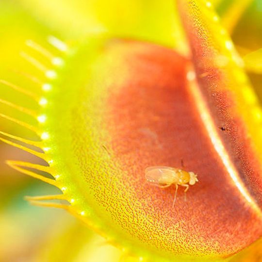 Insekt auf einer Venusfliegenfalle – noch ist sie nicht zugeklappt. Insekt auf einer Venusfliegenfalle – noch ist sie nicht zugeklappt.