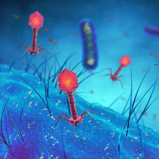 Bakteriophagen, kurz: Phagen, sind im biologischen Sinn Viren, die jedoch nur Bakterien angreifen und auflösen. Sie könnten als Alternative zu Antibiotika eine wichtige Rolle bei der Bekämpfung multiresistenter Keime spielen. Bakteriophagen, kurz: Phagen, sind im biologischen Sinn Viren, die jedoch nur Bakterien angreifen und auflösen. Sie könnten als Alternative zu Antibiotika eine wichtige Rolle bei der Bekämpfung multiresistenter Keime spielen.
