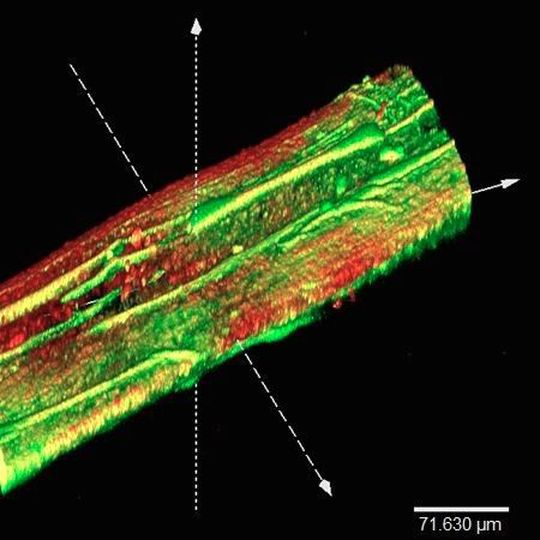 Dreidimensionale Aufnahme einer Mikrofaser mit Shewanella oneidensis-Bakterien. Grün: lebende Bakterien, rot: tote Bakterien. Dreidimensionale Aufnahme einer Mikrofaser mit Shewanella oneidensis-Bakterien. Grün: lebende Bakterien, rot: tote Bakterien.