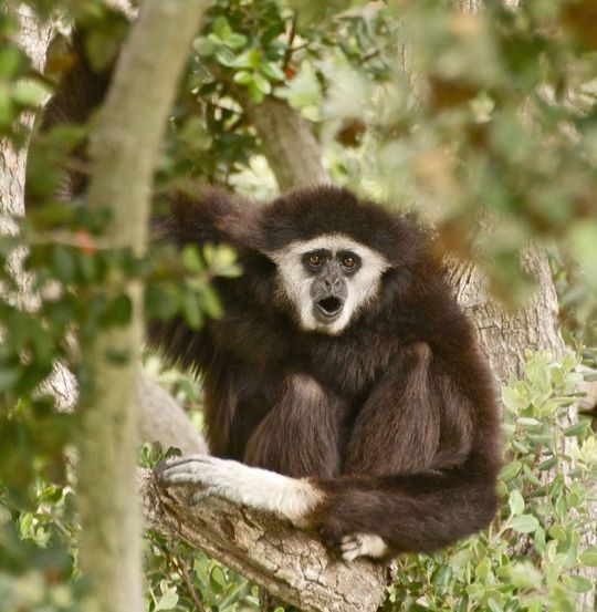Durch die Entschlüsselung aller fünf Stämme des Gibbon-Leukämievirus kann u.a. die Ausbreitung solcher Viren bekämpft werden. Durch die Entschlüsselung aller fünf Stämme des Gibbon-Leukämievirus kann u.a. die Ausbreitung solcher Viren bekämpft werden.