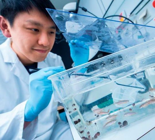 Der Doktorand Chi-Chung Wu forscht zur Herzregeneration bei Zebrafischen. Der Doktorand Chi-Chung Wu forscht zur Herzregeneration bei Zebrafischen.