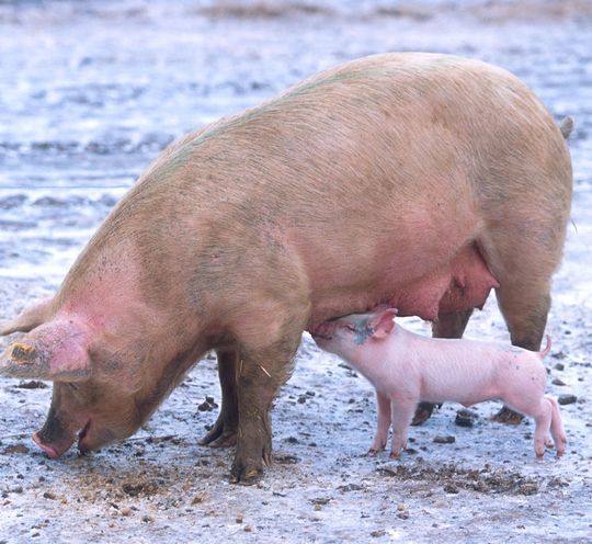 Das JE-Virus kann auch ohne Moskitos zwischen Schweinen direkt übertragen werden. Das JE-Virus kann auch ohne Moskitos zwischen Schweinen direkt übertragen werden.