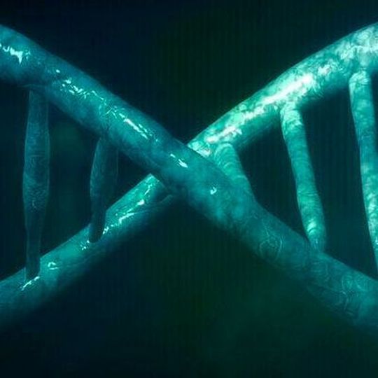 Forscher entdeckten im Türkisen Prachtgrundkärpfling mithilfe systembiologischer Analysen „prophetische Genaktivitäten“, die im jungen Alter die Lebensspanne des Fisches beeinflussen. Forscher entdeckten im Türkisen Prachtgrundkärpfling mithilfe systembiologischer Analysen „prophetische Genaktivitäten“, die im jungen Alter die Lebensspanne des Fisches beeinflussen.
