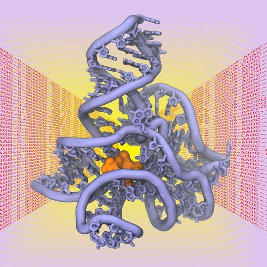 Die räumliche Struktur von Biomolekülen wie Proteinen, DNS oder RNS ist entscheidend für ihre Funktion als „molekulare Maschinen“ in der Zelle. Die räumliche Struktur von Biomolekülen wie Proteinen, DNS oder RNS ist entscheidend für ihre Funktion als „molekulare Maschinen“ in der Zelle.