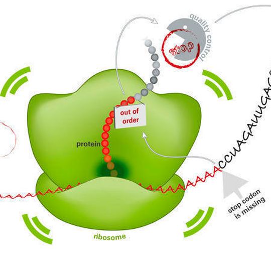 Ist die Bauanleitung für Proteine (mRNA) defekt, werden in den Ribosomen nutzlose Proteine hergestellt (Ausschnitt) ... Ist die Bauanleitung für Proteine (mRNA) defekt, werden in den Ribosomen nutzlose Proteine hergestellt (Ausschnitt) ...