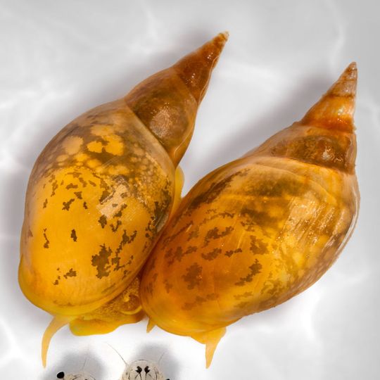 Eine links- und eine rechtsdrehende Schnecke sowie ... (Ausschnitt) Eine links- und eine rechtsdrehende Schnecke sowie ... (Ausschnitt)