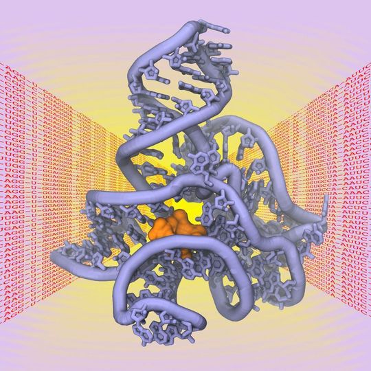 Die räumliche Struktur von Biomolekülen wie Proteinen, DNS oder RNS ist entscheidend für ihre Funktion als „molekulare Maschinen“ in der Zelle.