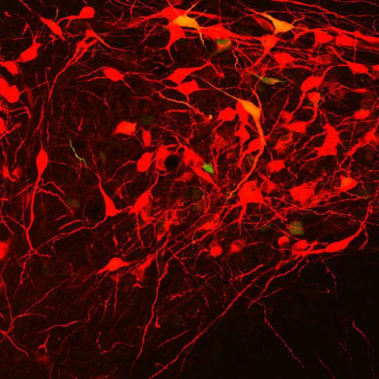 Eine kleine Gruppe Oxytocin-produzierender Nervenzellen (rot) koordiniert die Freigabe von Oxytocin über Blut und Rückenmark. Eine kleine Gruppe Oxytocin-produzierender Nervenzellen (rot) koordiniert die Freigabe von Oxytocin über Blut und Rückenmark.