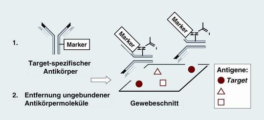 Abb. 1 Grundprinzip der Immunhistochemie zur Lokalisierung von Antigenen wie Proteinen in Geweben. Neben dem Target liegen weitere immobilisierte Antigene im Gewebeschnitt vor. Die Lokalisierung des Targets erfolgt über das Marker-Signal im Antigen-Antikörper-Komplex. Abb. 1 Grundprinzip der Immunhistochemie zur Lokalisierung von Antigenen wie Proteinen in Geweben. Neben dem Target liegen weitere immobilisierte Antigene im Gewebeschnitt vor. Die Lokalisierung des Targets erfolgt über das Marker-Signal im Antigen-Antikörper-Komplex.