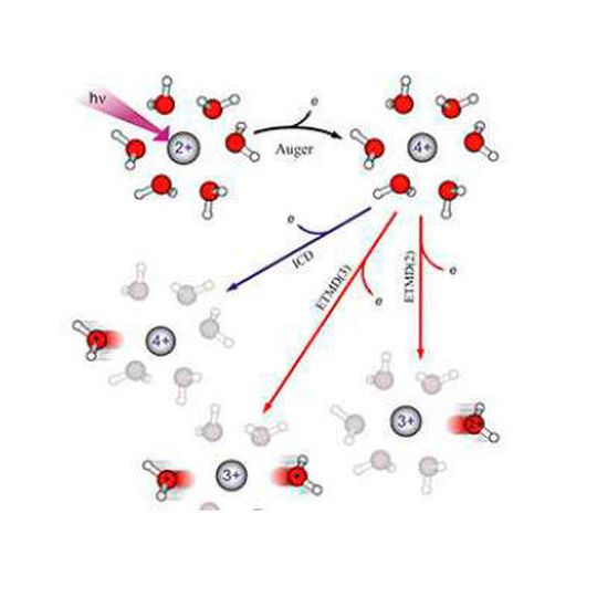 Mechanismus für Strahlenschäden durch Röntgenstrahlung – Die Absorption eines einzigen Röntgenphotons führt zunächst zu der Entstehung eines vierfach positiv geladenen Magnesiumions... Mechanismus für Strahlenschäden durch Röntgenstrahlung – Die Absorption eines einzigen Röntgenphotons führt zunächst zu der Entstehung eines vierfach positiv geladenen Magnesiumions...
