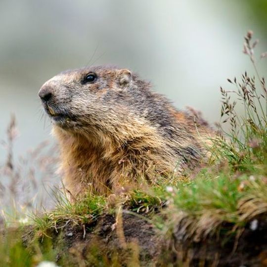 Die Bedeutung von mehrfach ungesättigten Fettsäuren für den Winterschlaf wird in einem FWF-Projekt untersucht. (Ausschnitt) Die Bedeutung von mehrfach ungesättigten Fettsäuren für den Winterschlaf wird in einem FWF-Projekt untersucht. (Ausschnitt)