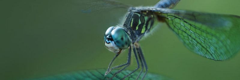 Die leichten Flügel der Libelle werden durch eine komplexe Flügeladerung stabilisiert – ein bionisches Vorbild für den Leichtbau.