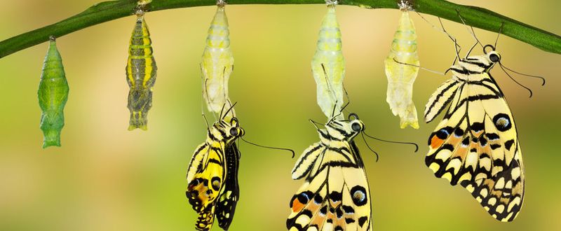 Transformation erfordert immer ein gewisses Maß an Anstrengung.