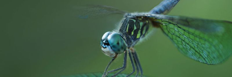 Die leichten Flügel der Libelle werden durch eine komplexe Flügeladerung stabilisiert – ein bionisches Vorbild für den Leichtbau.
