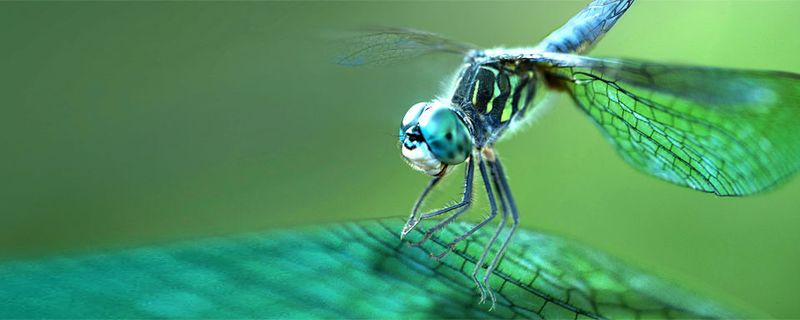 Eine komplexe Flügeladerung stabilisiert die leichten Flügel der Libelle – ein bionisches Vorbild für den Leichtbau.