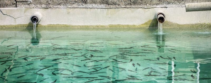 Abb.1: Obwohl Malachitgrün und Leukomalachitgrün in der EU verboten sind, werden sie immer wieder in Fischzuchten gefunden.