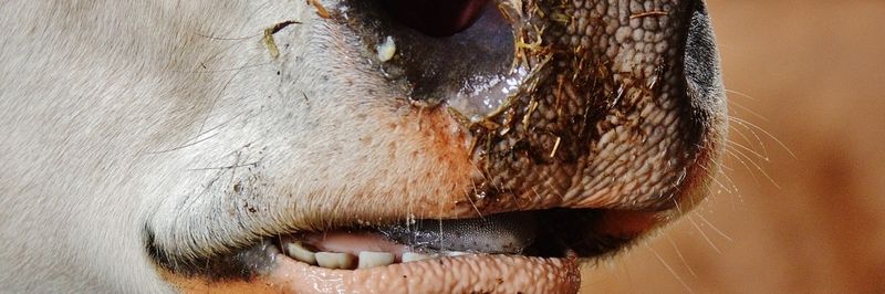 https://pixabay.com/de/kuh-schnauze-nase-tier-rind-maul-1320903/