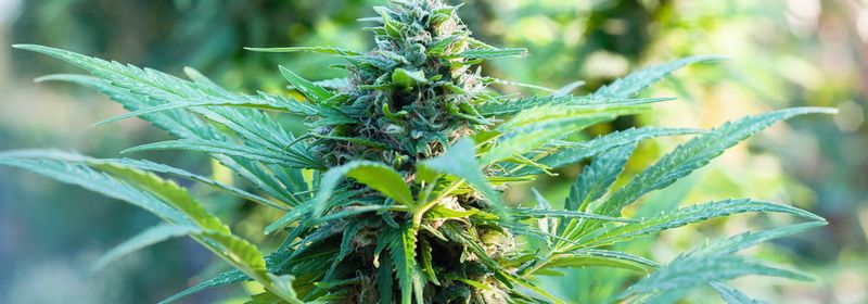 Abb. 1: Vielfach begehrt – der psychoaktive Inhaltsstoff der Hanfpflanze THC