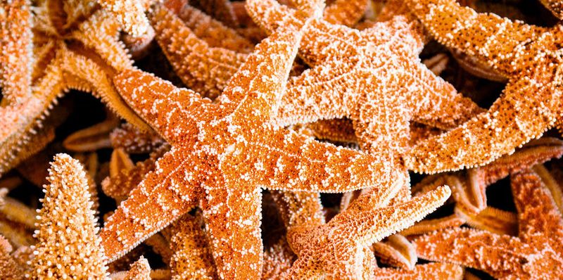 Seesterne versinnbildlichen die digitale Wirtschaft, weil jeder Arm den Plan des ganzen Systems in sich trägt.