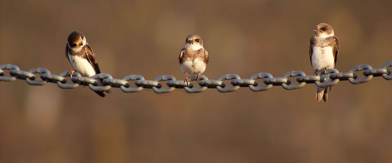 Um ein bekanntes Sprichwort zu misshandeln: Drei Schwalben machen noch keinen Sommer, soll heißen: Noch steckt Blockchain in den Kinderschuhen, doch das Potenzial für die Transaktionsverarbeitung ist riesig.