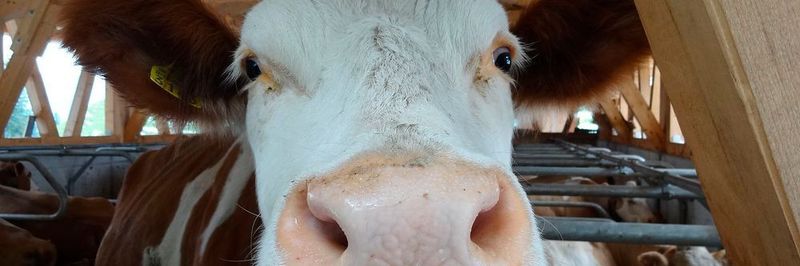Auch für die Tierhaltung könnte die Landwirtschaft 4.0 Verbesserungen bringen: Mithilfe von Sensoren und Robotern sollen z.B. kranke Tiere frühzeitig erkannt werden.