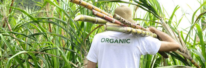 Als erstes Kraft-Wärme-Kopplungsprojekt in Mexico verwendet Piasa Zuckerrohr-Bagasse als erneuerbare Energiequelle.