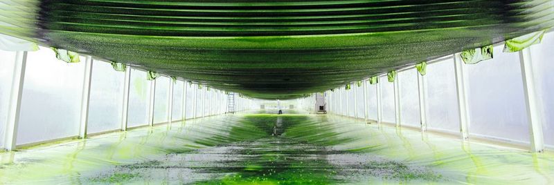 The world’s first mesh ultra thin layer reactor at the Algae Science Centre at Forschungszentrum Jülich/Germany: Here, for the last three years, the “Aufwind” project has investigated algae production and conversion to biokerosene.